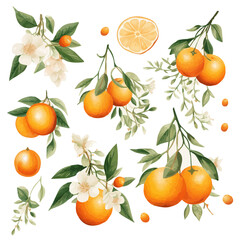 set of watercolor oranges , leaves, flowers, tangerins vectors