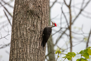 The pileated woodpecker.The bird native to North America.Currently the largest woodpecker in the United States after the critically endangered and possibly extinct ivory woodpecker.