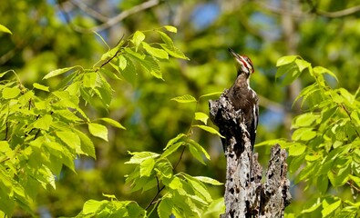 The pileated woodpecker.The bird native to North America.Currently the largest woodpecker in the United States after the critically endangered and possibly extinct ivory woodpecker.