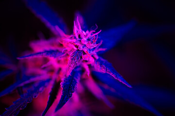 Flowering cannabis bud with a purple pink tint on a black background. Trichomes and hairs of...