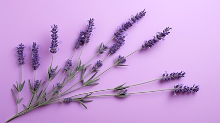 Minimalist arrangement of lavender flower on a muted purple backdrop. 