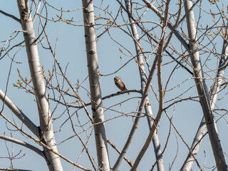 Daytime Sentinel: Owl Resting on a Branch