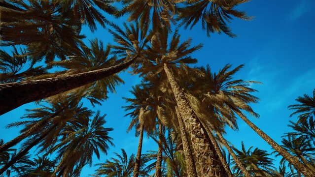 Coconut palm tree foliage under sky