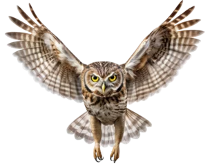 Foto op Canvas Flying little owl isolated on a white background as transparent PNG © Flowal93