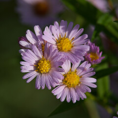 Obraz premium Close up on romantic wild pink flowers (symphyotrichum) in the morning sun with dew drops.
