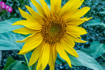 Sunflower growing in the garden, close-up.