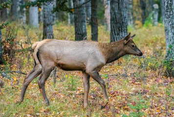 elk in the woods