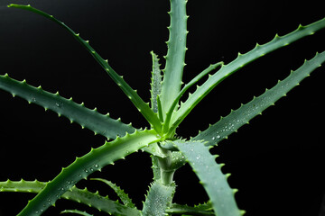 Aloe vera leaf with water drops on a black background. Natural abstract texture