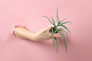 Hands holding an aloe vera plant on a pastel background. Hand skin care concept - 657690609