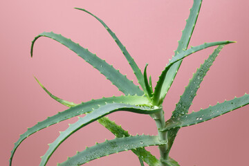Aloe vera leaf with water drops on pastel background. Natural abstract texture - 657690610