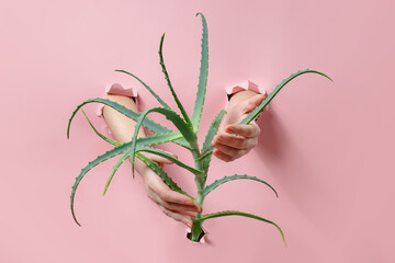 Hands holding an aloe vera plant on a pastel background. Hand skin care concept - 657690612