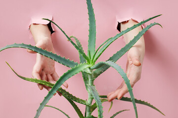 Hands holding an aloe vera plant on a pastel background. Hand skin care concept - 657690615