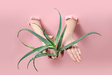 Hands holding an aloe vera plant on a pastel background. Hand skin care concept