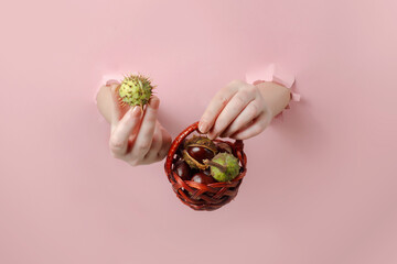 Hands holding chestnuts with peel on pink background - 657691000