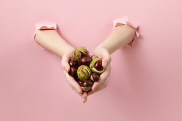 Hands holding chestnuts with peel on pink background