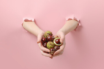 Hands holding chestnuts with peel on pink background - 657691024