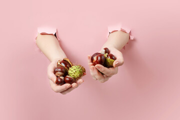 Hands holding chestnuts with peel on pink background - 657691027