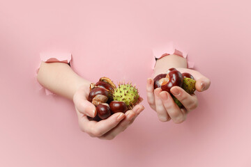 Hands holding chestnuts with peel on pink background - 657691040