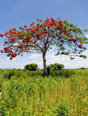 framboyán dominicano