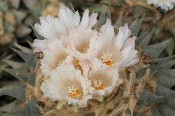 White cactus flower in detail.