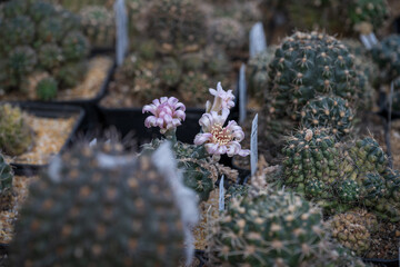 White cactus flower in detail.