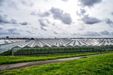 Westland is famous all over the world because of the Glass greenhouses. Westland, Glass City, South Holland, Netherlands, Holland, Europe.