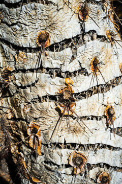 Macro texture of a dead Prickly Pear cactus,  Mount Lemmon, Tucson, Arizona