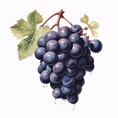 Fototapeta premium a bunch of ripe black grapes