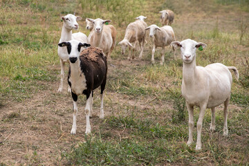 Obraz premium Sheep on a small family farm