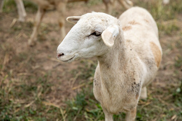 Sheep on a small family farm