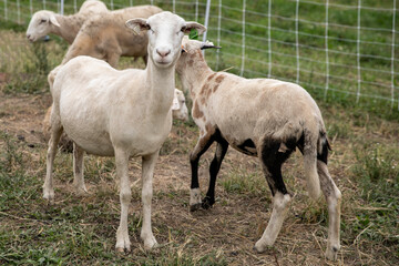 Sheep on a small family farm
