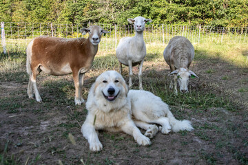 Obraz premium Sheep on a small family farm