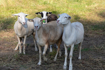 Sheep on a small family farm