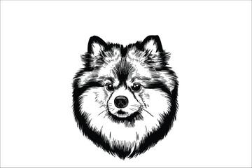 Keeshond Dog Head: A Detailed Vector Illustration Celebrating This Majestic Breed