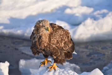 Bird watching with floating ices in winter