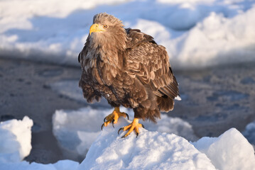 Bird watching with floating ices in winter