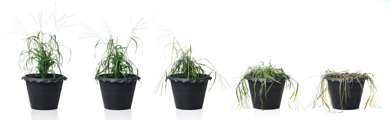 Lemon Grass in a Flowerpot , Potted flower life cycle from blossomed to dry sick leaf and dead