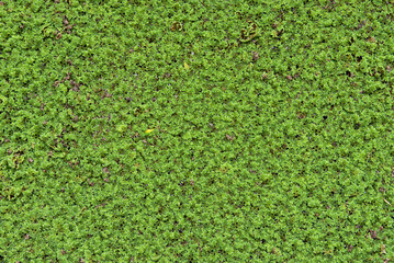 grail, duckweed in public canals