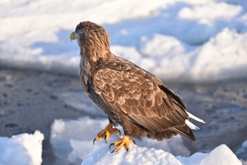 Bird watching with floating ices in winter