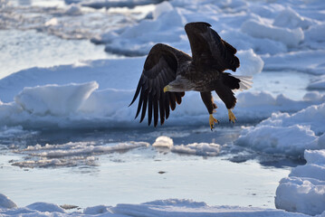 Bird watching with floating ices in winter