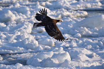 Bird watching with floating ices in winter