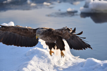 Bird watching with floating ices in winter