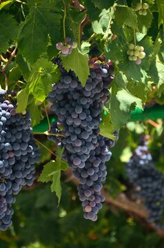 Parra con racimo de uvas negras en Toloz, M&aacute;laga