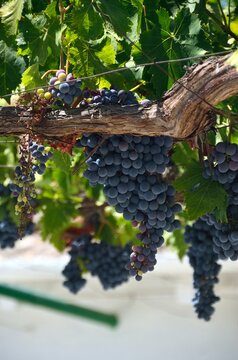 Parra con racimo de uvas negras en Toloz, M&aacute;laga