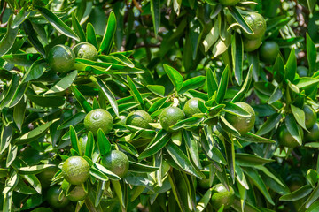 Green oranges, tangerines, calamondins, grapefruit, lime, citrofurtunella on a branch with green leaves. Unripe fruits in the garden