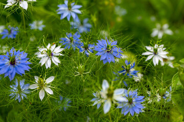 Nigella Damascena Flower