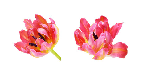 Set of coral and yellow tulip flowers isolated on white or transparent background