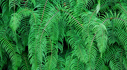 Fern leaf background, Fern background, fresh green leaves background.