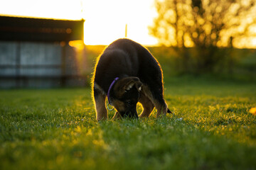german shepherd puppy playing on the grass in the sunset - obrazy, fototapety, plakaty