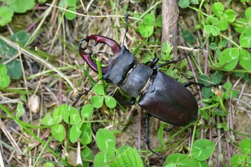 European stag beetle with large antlers crawls in tall green grass